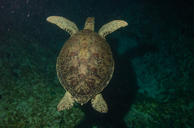 As tartarugas marinhas na COP15 